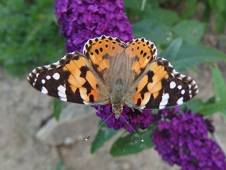Free The Painted Lady Butterfly Butterfly photo and picture