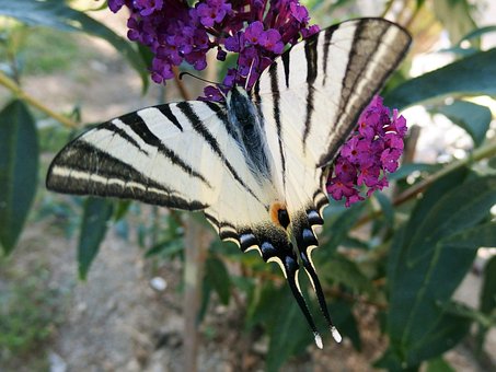 Free Swallowtail Fruit Butterfly photo and picture