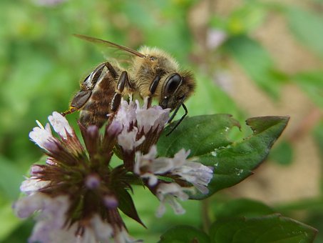 Free Bee Mint photo and picture
