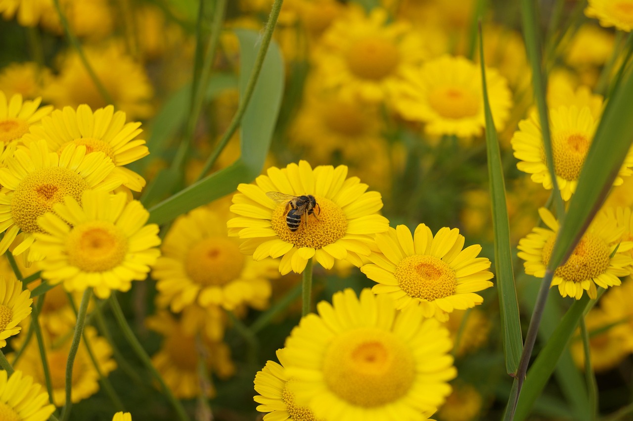 Flower Bee Yellow - Free photo on Pixabay - Pixabay
