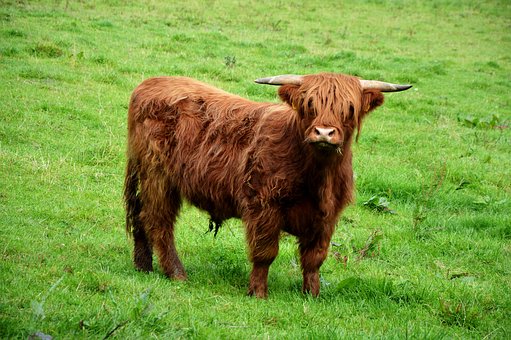Free Highlandrind Pasture photo and picture