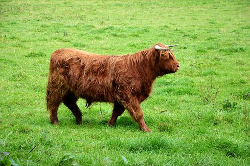 Free Highland Cattle Brown photo and picture