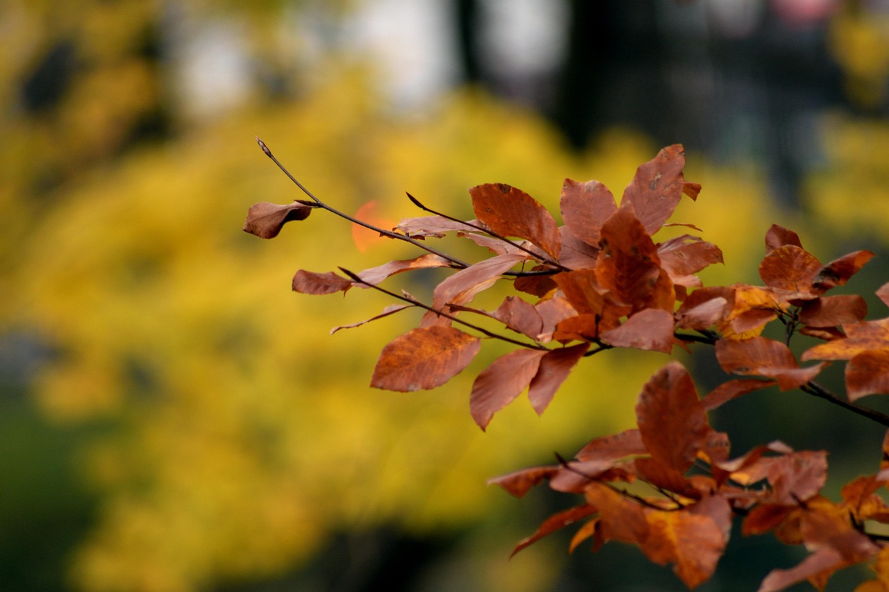 Automne Parc Arbre Photo Gratuite Sur Pixabay Pixabay automne-parc-arbre-photo-gratuite-sur-pixabay-pixabay