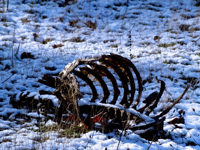 4+ Free Carcase & Nature Images - Pixabay
