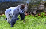 ape, mono, animal
