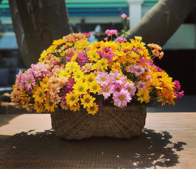 Tusindfryd, Gylden Daisy, Gylden, Blomst