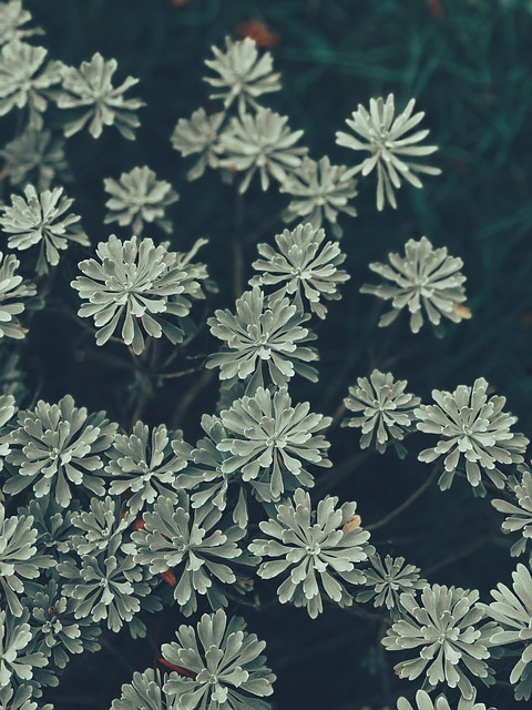 Hvid, Busk, Plante, Blomst, Blomst Tapet