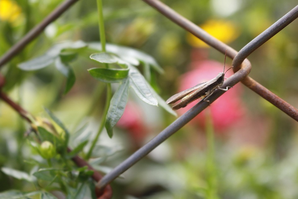 Insect One Small - Free photo on Pixabay - Pixabay