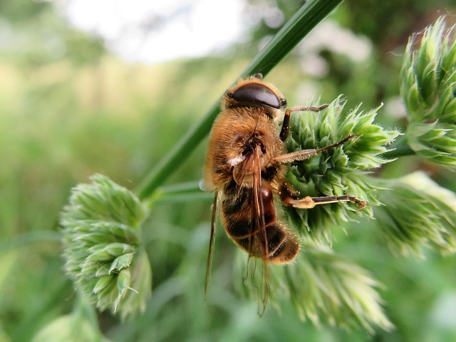 Clean Insect Bilder Natur Insekten - Kostenloses Foto auf Pixabay - Pixabay