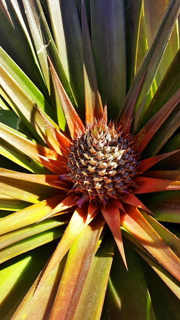 Planta Flor Piña - Foto gratis en Pixabay - Pixabay