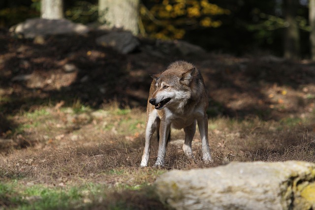 Wolf, Timberwolf, Raubtier, Canada