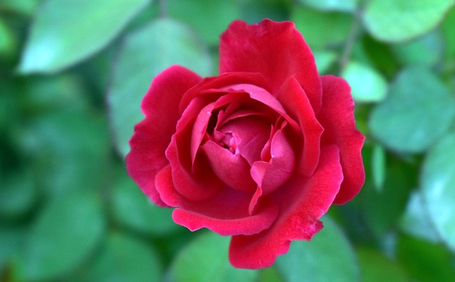 Rote Rose Draufsicht Blume - Kostenloses Foto auf Pixabay