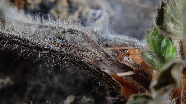 Free Nature Close-Up photo and picture