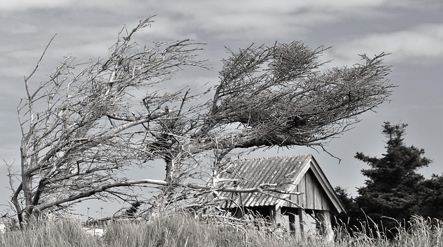 Free Wind Storm photo and picture