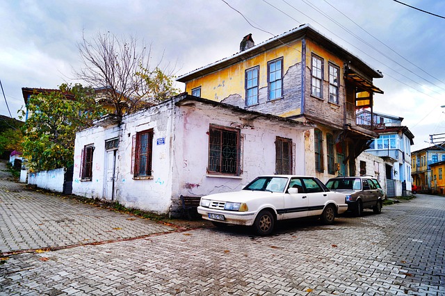 Free Spruce Samsun photo and picture