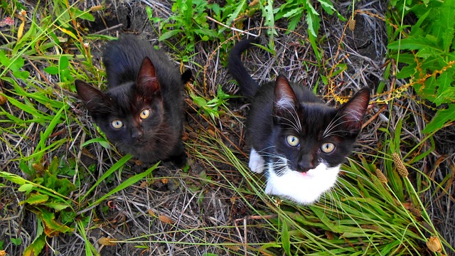 Free Kitten Cat photo and picture
