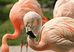 flamingo, pink, pink flamingo