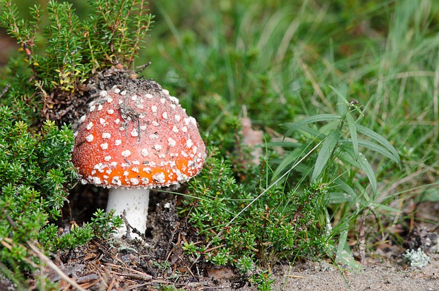 Free Muhamor Mushroom photo and picture