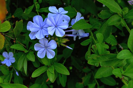 Flores, Color Lila, Pétalos