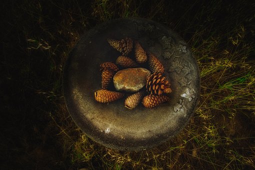Abstrakt, Kiefernzapfen, Natur, Draußen