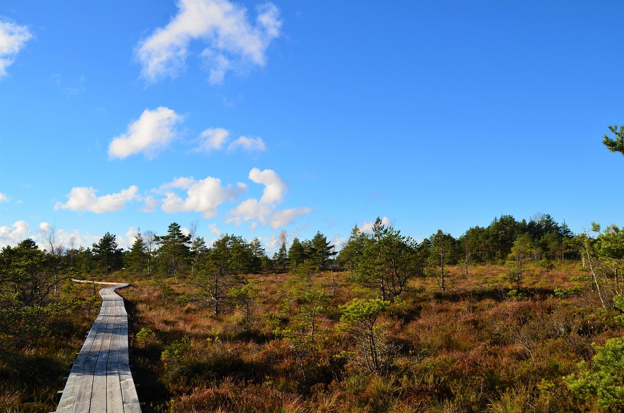 Estonian Landscape