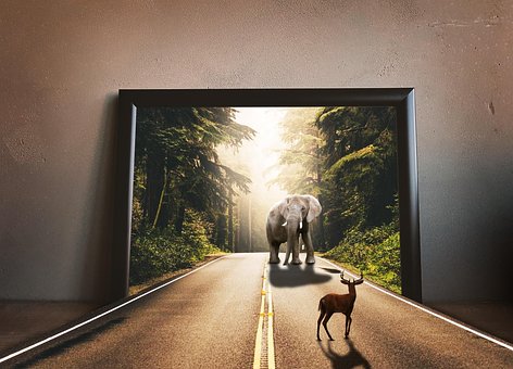 Surreal, Fantasia, Animal, Ilusão