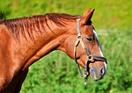 horse, ride, reiter