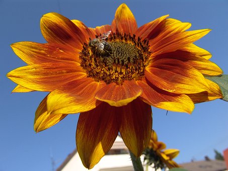Free Sunny Blossom photo and picture