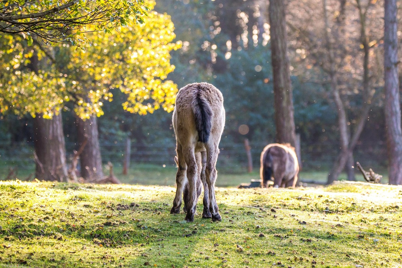 DüLmen Wild Horses - free online jigsaw puzzle photo