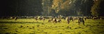 brumby horses, wild horses, horses