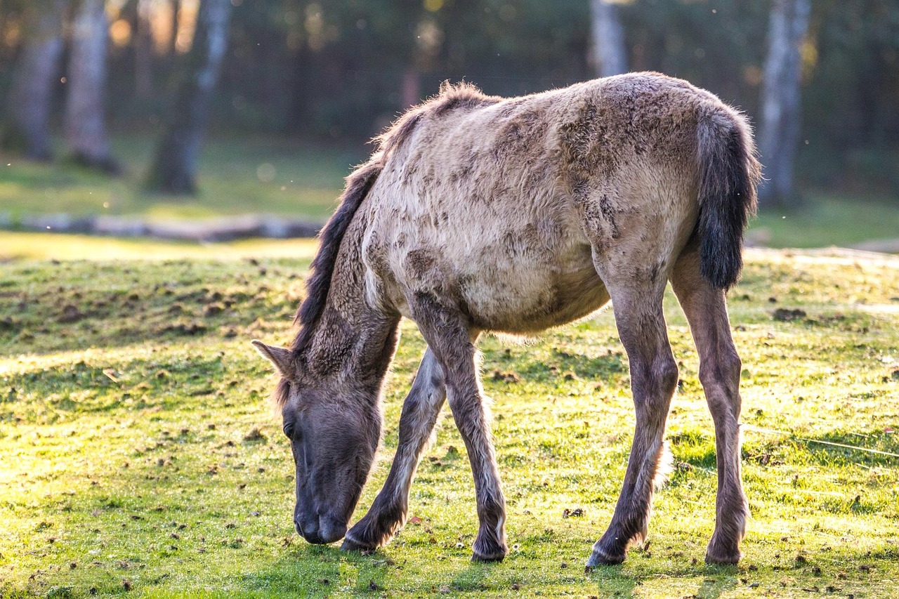 DüLmen Wild Horses - free online jigsaw puzzle photo