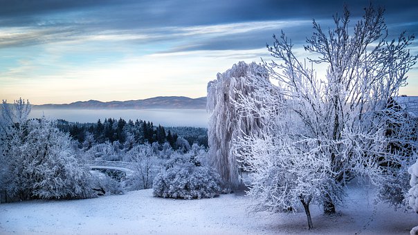 Free Tree Fog photo and picture