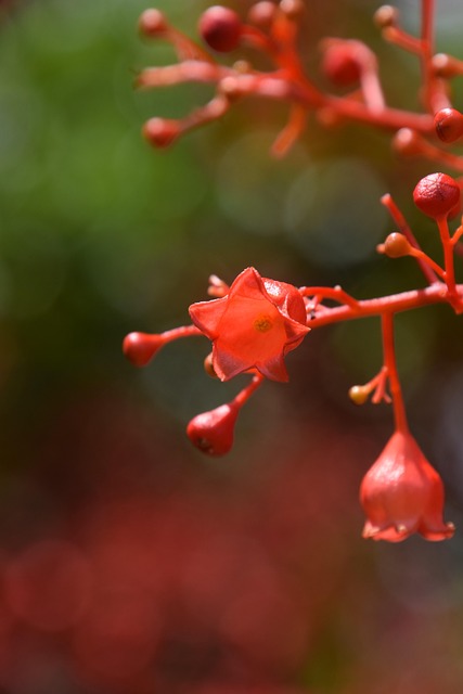 Free Red Flame Tree Flower photo and picture