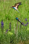 birds, european bee eater, colorful birds