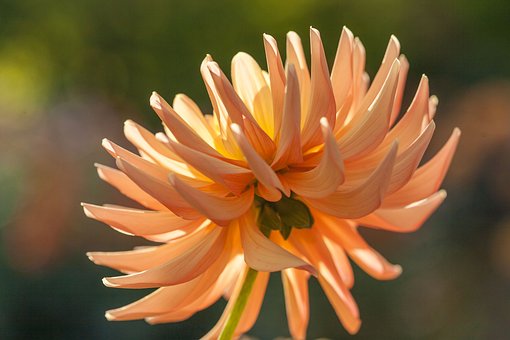 Free Dahlia Flower Background photo and picture