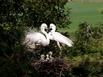 egret, herons, hart