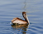 pelican, brown, wildlife