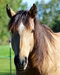 horse, ride, reiter