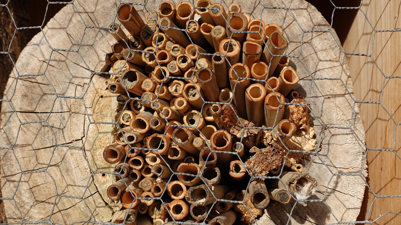 Estructura Rebanada De Árbol - Foto gratis en Pixabay - Pixabay