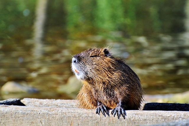 Free Nutria Beaver Rat photo and picture