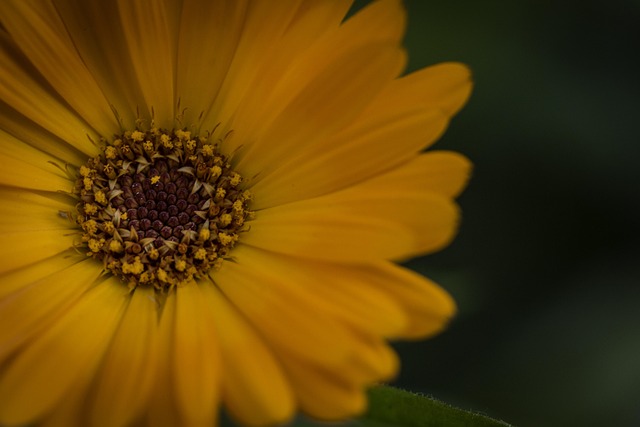 Free Orange Flower Flower Background photo and picture