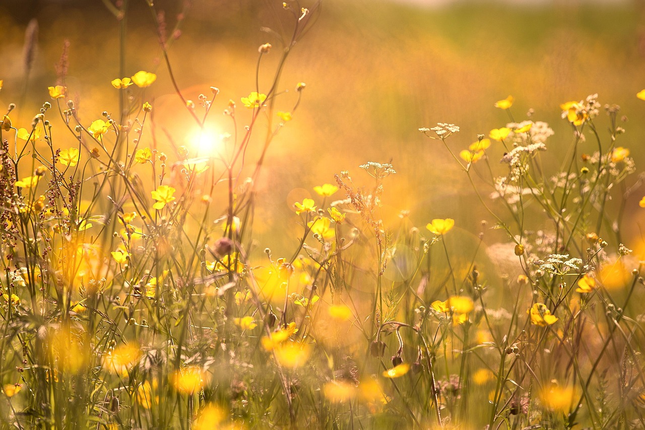 200 000 Kostnadsfria Bilder Med Svensk Sommar Och Sommar Pixabay 200 000 Kostnadsfria Bilder Med Svensk Sommar Och Sommar Pixabay