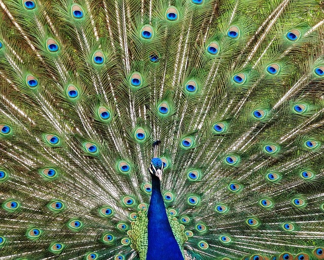 Free Peacock Bird photo and picture