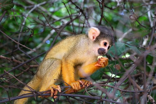 Affe, Bolivien, Amazonas, Dschungel
