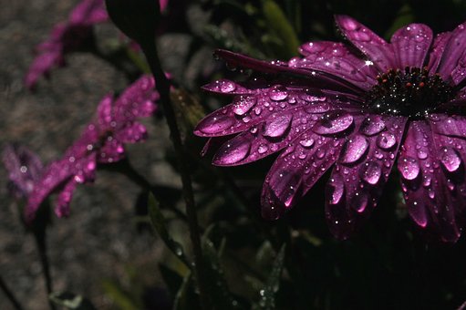 Rain, Purple, Flower, Purple Flower