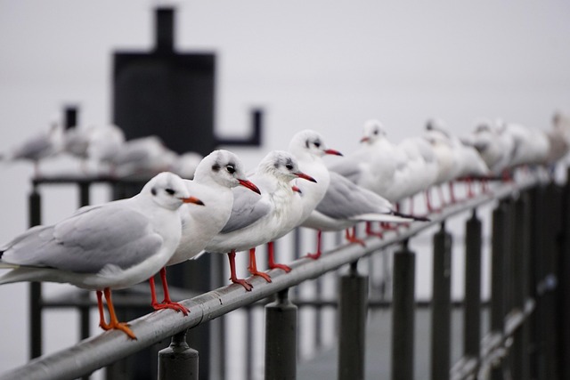 Free Gull Bird photo and picture