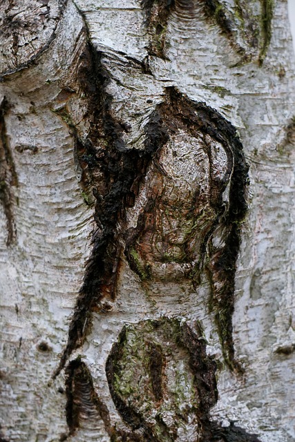 Free Tree Bark photo and picture