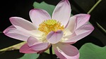 lotus, flowers, water lily