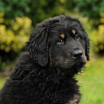 akbash, akbash dog, akbash dogs, akbash puppies