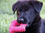black german shepherd, kids, head